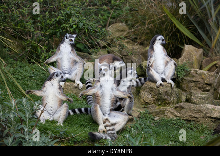 Lemurs sitting in the sun Sunbathing strepsirrhine primates endemic Stock Photo