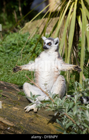 Lemur sitting in the sun Sunbathing strepsirrhine primates endemic Stock Photo