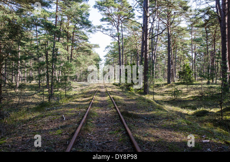 Old railroad tracks in a bright pine tree forest Stock Photo