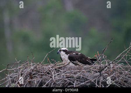 Osprey, Pandion haliaetus at its nest on Blue Cypress Lake Central Florida Stock Photo