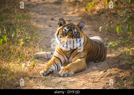 Indian, tiger, Ranthambore, national park, Asia, India, Rajasthan, animal, Stock Photo