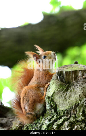 European squirrel, Sciurus vulgaris, squirrel, Bavarian  squirrel, alpine, red squirrel, animal, animals, Germany, Europe, Stock Photo