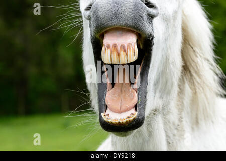 Laughing horse, horse, white horse, horse teeth, teeth, laughing, neigh, laugh, animal, animals, Germany, Europe, Stock Photo