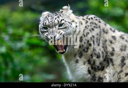 Snow leopard ounce leopard big cat predator cat cats viverrid Irbis Uncia uncia big cats animal animals Germany Europe, Stock Photo