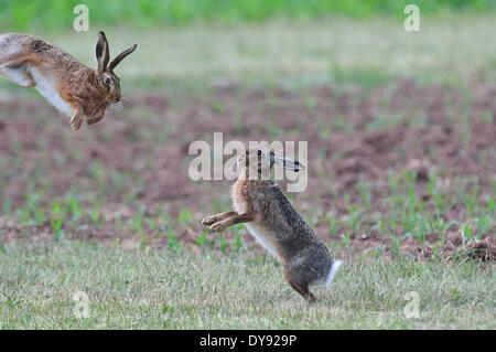 Hare Rabbit Lepus europaeus Pallas brown hare bunny hares rabbits May rodent nature wild animal game animal animals Germany, Stock Photo