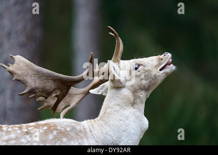 fallow deer deer stags stag cloven-hoofed animal antler Cervid Dama Dama rutting season buggle rutting call rut animal animal