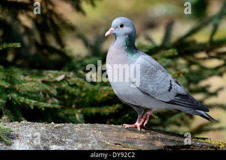 Hollow pigeon Columba oenas hollow pigeons pigeon pigeons birds bird deaf birds field pigeons deaf bird spring animal animals, Stock Photo