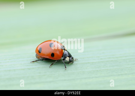 Germany, seven spot ladybird  (Coccinella septempunctata) on a leaf Stock Photo