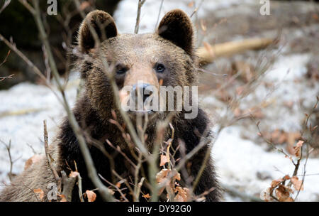 Brown bear European bear European brown bears predator Ursus arctos bear winter dormancy animal animals Germany Europe, Stock Photo
