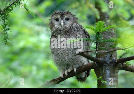 Owls, owl, Ural owl, night hunters, Strix uralensis, hawk's owls, night, bird, birds, owl, animal, animals, Germany, Europe,