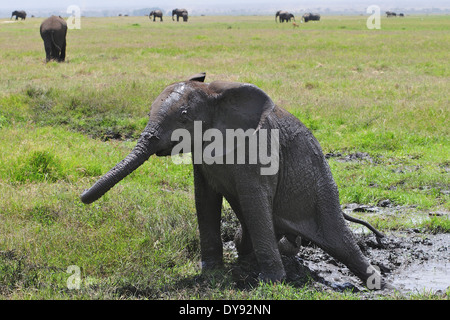 African elephant calf (Loxodonta africana) stuck in the mud. Amboseli.Kenya
