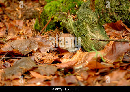 Mice mouse vole root vole voles bank vole Clethrionomys glareolus little rodents rodent spring feed climbing mouse jerboa fu Stock Photo