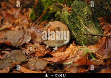 Mice mouse vole root vole voles bank vole Clethrionomys glareolus little rodents rodent spring feed climbing mouse jerboa fu Stock Photo