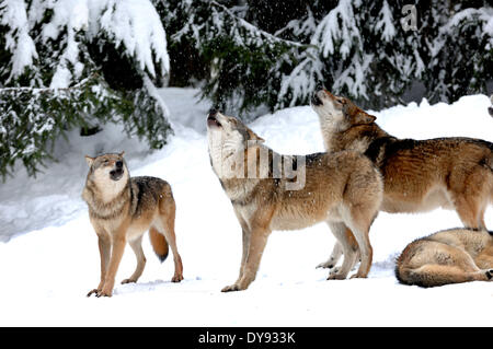 Canis lupus canids European Wolf gray wolf predators wolves predator Wolf winter snow cold frost Canine nature wild animal, Stock Photo