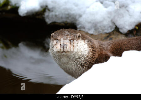 Otter Lutra lutra hairy-nosed otter mustelidae martens predators canids otters water predator fish marten animal animals Germ Stock Photo