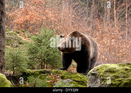 Brown bear European bear European brown bear predator Ursus arctos bear brown bear winter animal animals Germany Europe, Stock Photo