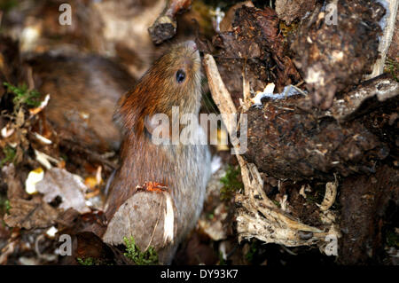 Mice mouse vole root vole voles bank vole Clethrionomys glareolus little rodents rodent forest ground Rodents animal animals, Stock Photo