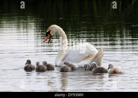 white swan swan anatids watwerfowls Cygnus olor white swans swans swans bird birds waterfowls brood spring hatching nest ne Stock Photo