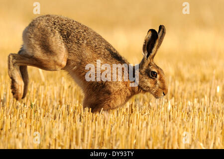 Hare, Rabbit, Lepus europaeus Pallas, brown hare, bunny, stubble field, summer, animal, animals, Germany, Europe, Stock Photo