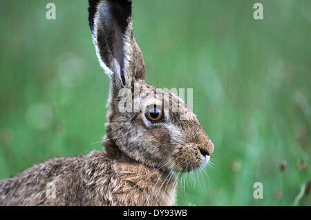 Hare, Rabbit, Lepus europaeus Pallas, brown hare, bunny, grass, portrait, animal, animals, Germany, Europe, Stock Photo