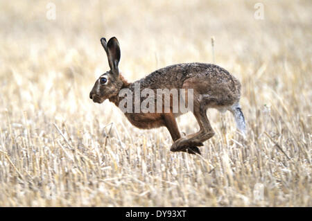 Hare Rabbit Lepus europaeus Pallas hares rabbits field hares field hare bunny lamp stubble field summer flee animal animals, Stock Photo