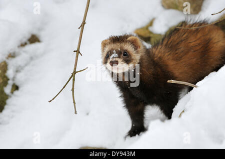 Polecat fitch mustelidae polecats European Polecat predator Nocturnal Mustela putorius winter snow animal animals Germany Eur Stock Photo