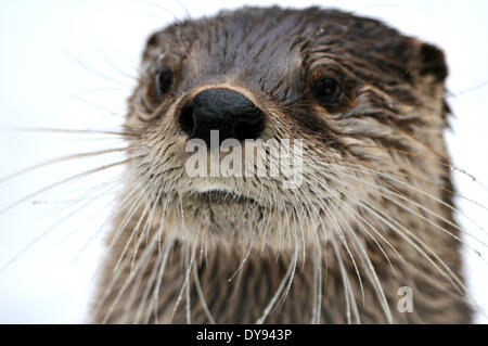 Otter Lutra lutra hairy-nosed otter mustelidae martens predators canids otters water predator fish marten animal animals Germ Stock Photo