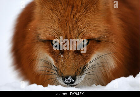 Red fox fox predator canids crafty European fox Vulpes vulpes foxes red fox winter coat winter skin snow winter animal anima