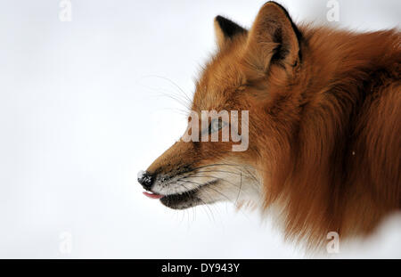 Red fox fox predator canids crafty European fox Vulpes vulpes foxes red fox winter coat winter skin snow winter animal anima Red fox fox predator canids crafty European fox Vulpes vulpes foxes red fox winter coat winter skin snow winter animal anima
