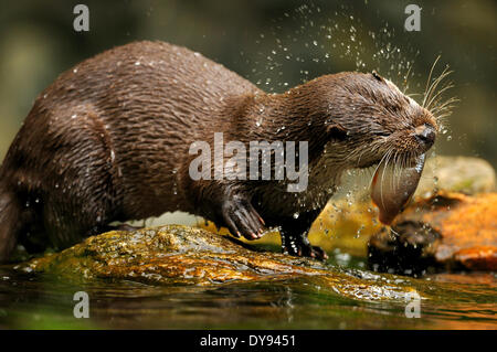 Otter Lutra lutra hairy-nosed otter mustelidae martens predators canids otters water predator fish marten otter lake fishing, Stock Photo