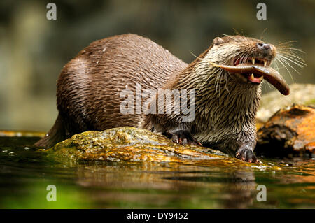 Otter Lutra lutra hairy-nosed otter mustelidae martens predators canids otters water predator fish marten otter lake fishing, Stock Photo