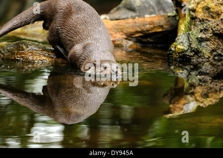 Otter Lutra lutra hairy-nosed otter mustelidae martens predators canids otters water predator fish marten otter lake fishing, Stock Photo