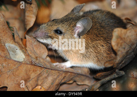 house mouse, rodent, mice, mus musculus, little, mouse, animal, animals, Germany, Europe, Stock Photo