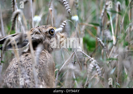 Hare, Rabbit, Lepus europaeus Pallas, brown hare, bunny, animal, animals, Germany, Europe, Stock Photo