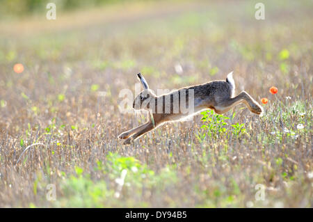 Hare, Rabbit, Lepus europaeus Pallas, brown hare, bunny, animal, animals, Germany, Europe, Stock Photo