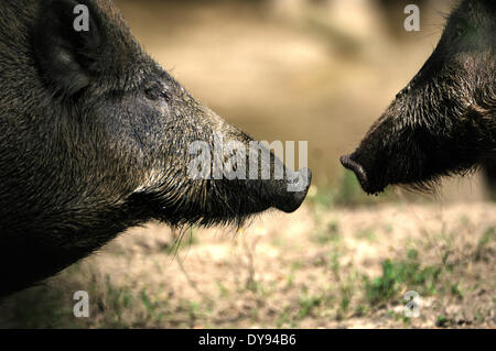 Wild boar Sus scrofa scrofa sow sows wild boars cloven-hoofed animal pigs pig vertebrates mammals wild sows animal animals Ge Stock Photo