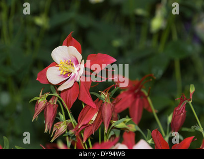 Aquilegia have been grown in gardens for centuries, and are among the most popular of perennials. Stock Photo