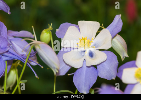 Aquilegia have been grown in gardens for centuries, and are among the most popular of perennials. Stock Photo