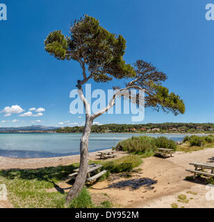 Ile du Petit Gaou, Mediterranean, landscape, water, trees, spring, beach, sea, Six Fours les Plages, Var, France, Europe, Stock Photo