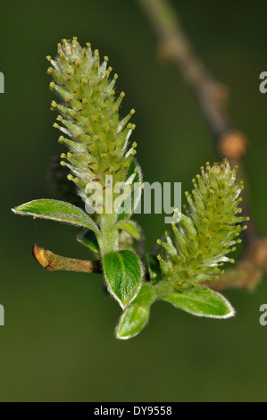 Grey willow female catkins. Dorset, UK April 2012 Stock Photo