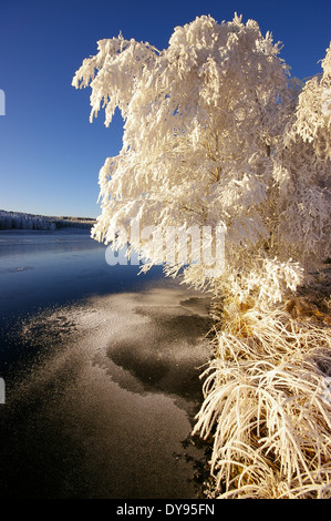 Great Britain, Scotland, Sutherland, Strath Oykel, Hoarfrost, Snow, Trees in winter Stock Photo