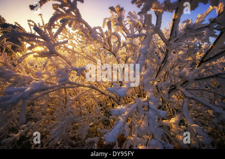 Great Britain, Scotland, Sutherland, Strath Oykel, Hoarfrost, Snow, Trees in winter Stock Photo