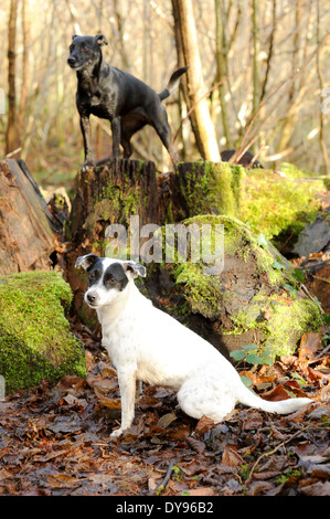 White and black Jack Russell Patterdale dogs on a mossy stone Stock Photo