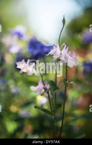 Aquilegia have been grown in gardens for centuries, and are among the most popular of perennials. Stock Photo