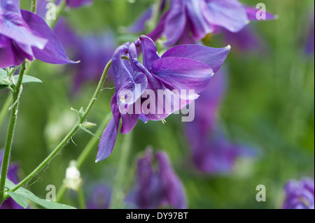 Aquilegia have been grown in gardens for centuries, and are among the most popular of perennials. Stock Photo