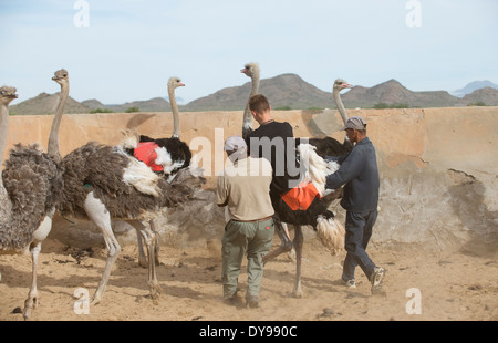 Young tourist riding an Ostrich in the Oudtshoorn South Africa Stock Photo