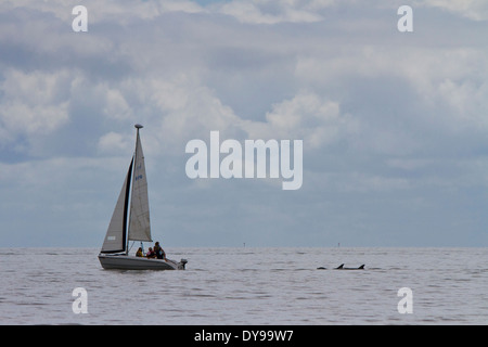 A family sailing in a small sailboat on the Gulf of Mexico with two bottle nosed dolphin swimming right behind them Stock Photo