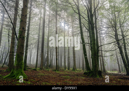 Fogy forest Stock Photo