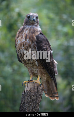 red-tail hawk, buteo jamaicensis, hawk, pole, bird, USA, United States, America, Stock Photo