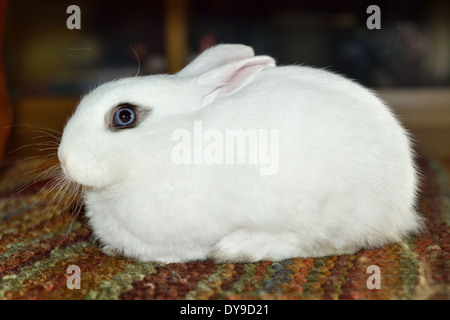 dwarf polish rabbit crouched on on the carpet. Stock Photo